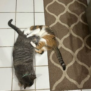 Meet your Posher, Braelynn